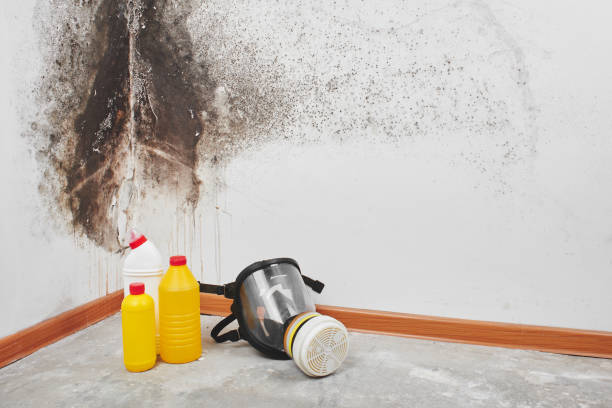 Trusted Salton City, CA Mold Removal Experts