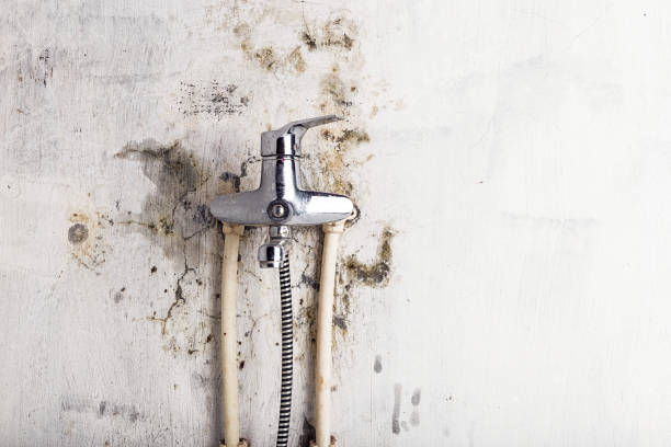 Best Fast Mold Removal  in Salton City, CA