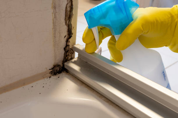 Best Commercial Mold Removal  in Salton City, CA