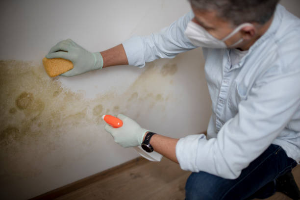 Certified Mold Removal in Salton City, CA