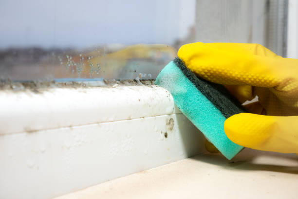 Best Mold Testing  in Salton City, CA