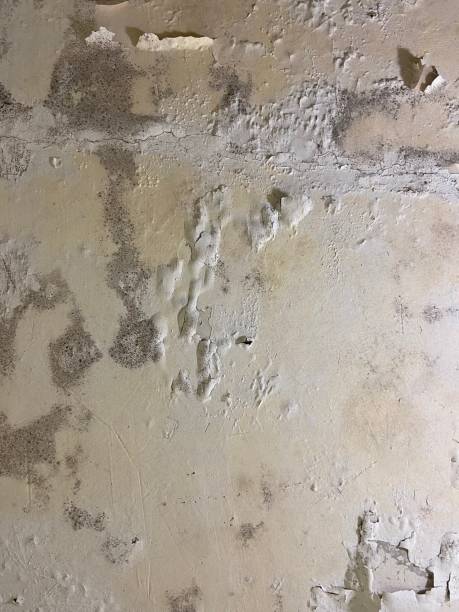 Best Certified Mold Removal  in Salton City, CA