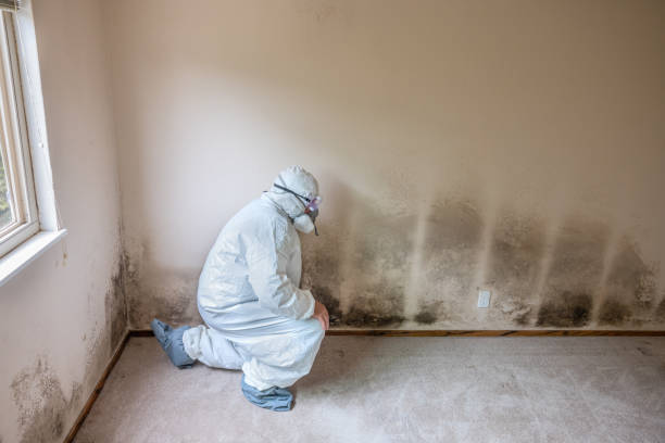 Mold Removal and Inspection in Salton City, CA