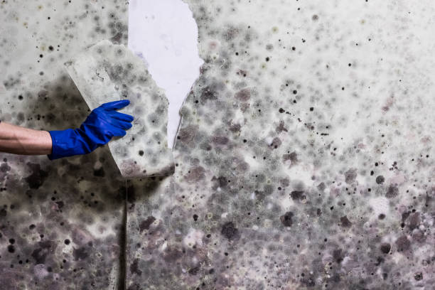 Best Office Mold Removal Services  in Salton City, CA