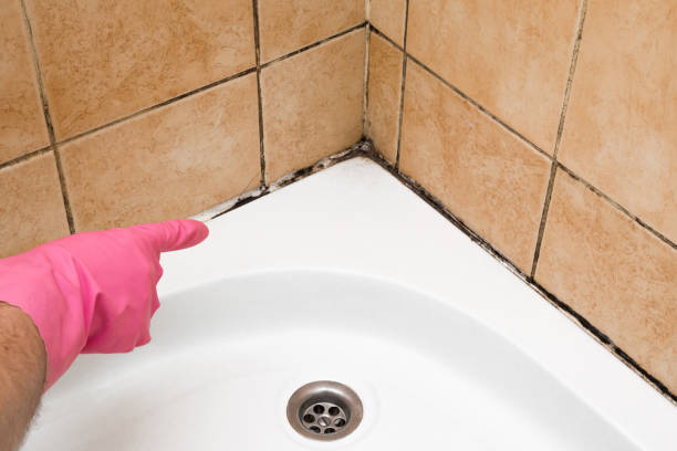 Best Same-Day Mold Removal  in Salton City, CA